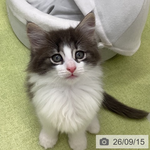 ノルウェージャンフォレストキャットの写真