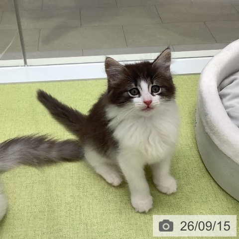 ノルウェージャンフォレストキャットの写真
