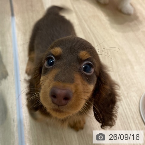 ミニチュア・ダックスフンドの写真