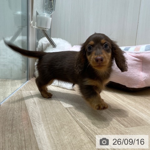 ミニチュア・ダックスフンドの写真