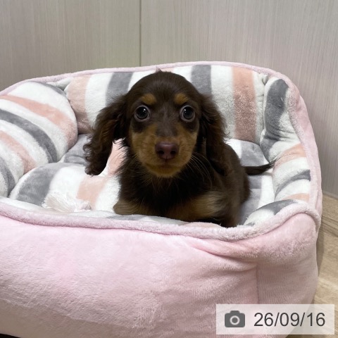 ミニチュア・ダックスフンドの写真