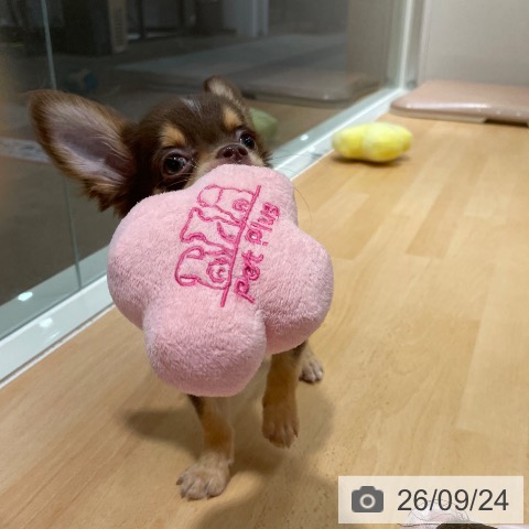 石川県のチワワ(ロング) (ペットプラス 新小松店/2026年7月14日生まれ/男の子/チョコレートタンホワイト)の子犬の4枚目の画像