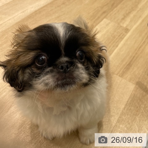 ペキニーズの写真