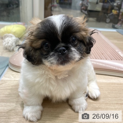 ペキニーズの写真