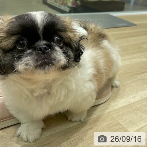 ペキニーズの写真