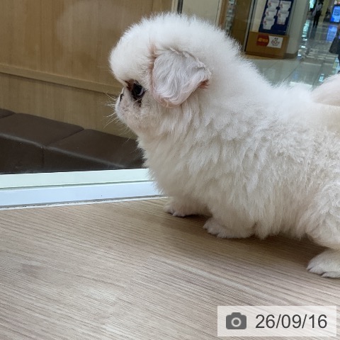 ペキニーズの写真
