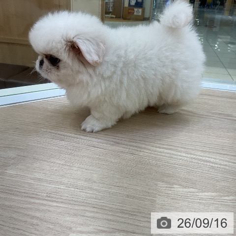 ペキニーズの写真