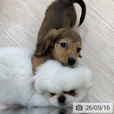 ペキニーズの写真