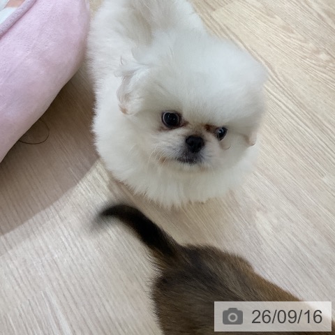 ペキニーズの写真