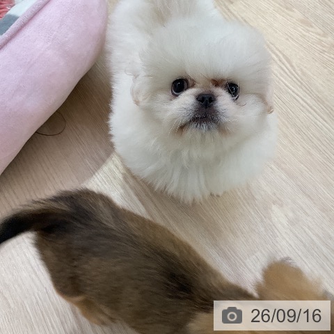 ペキニーズの写真