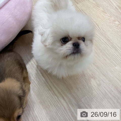 ペキニーズの写真