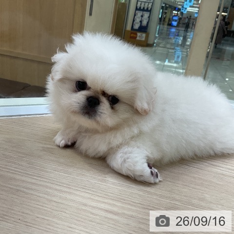 ペキニーズの写真