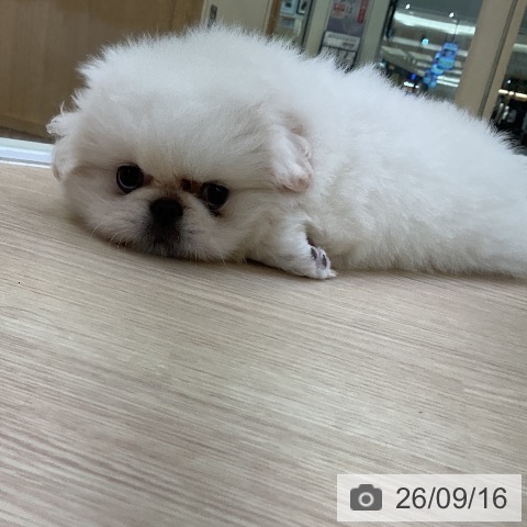 ペキニーズの写真
