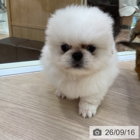 ペキニーズの写真