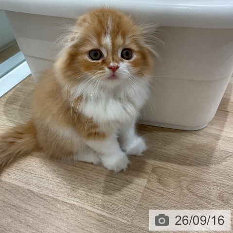 スコティッシュフォールドの写真