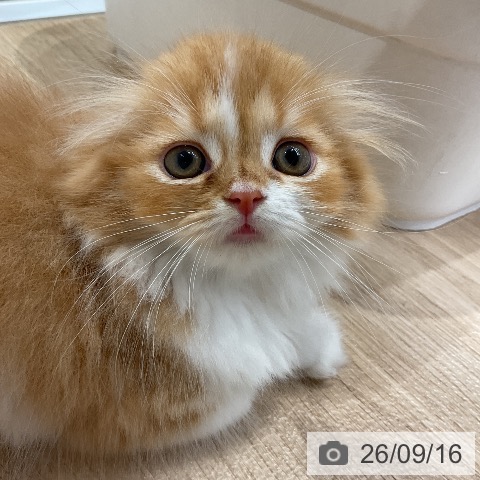 スコティッシュフォールドの写真
