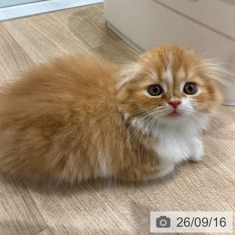 スコティッシュフォールドの写真