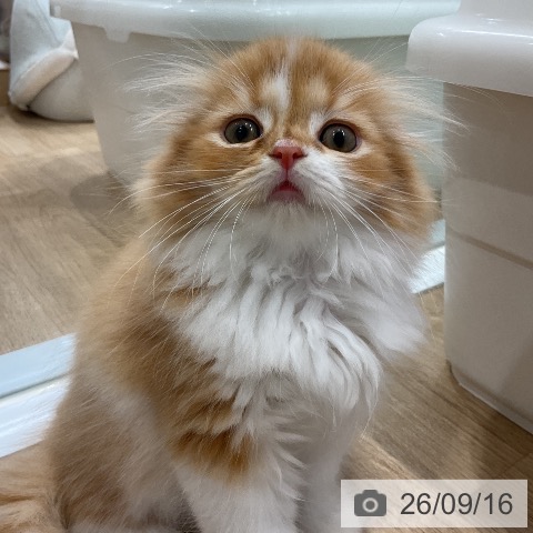 スコティッシュフォールドの写真