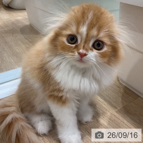 スコティッシュフォールドの写真