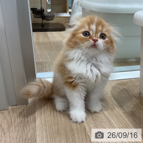 スコティッシュフォールドの写真