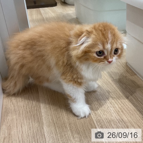 スコティッシュフォールドの写真