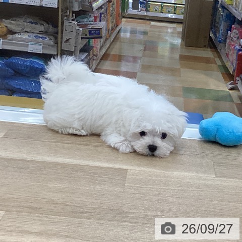 愛知県のマルチーズ (ペットプラス みなと店/2026年7月7日生まれ/男の子/ホワイト)の子犬の4枚目の画像