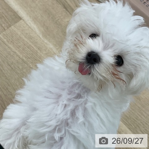 愛知県のマルチーズ (ペットプラス みなと店/2026年7月7日生まれ/男の子/ホワイト)の子犬の3枚目の画像