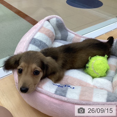 カニーンヘン・ダックスフンドの写真