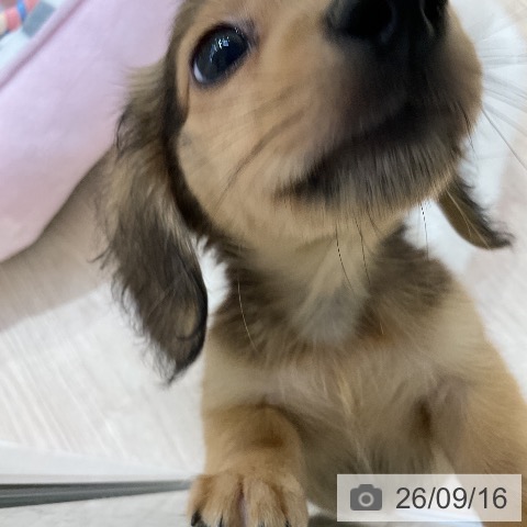カニーンヘン・ダックスフンドの写真