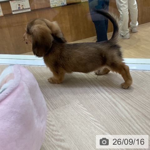 カニーンヘン・ダックスフンドの写真