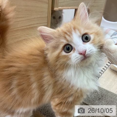 愛知県のラガマフィン (ペットプラス 岡崎店/2026年7月15日生まれ/男の子/レッドタビーホワイト)の子猫の3枚目の画像