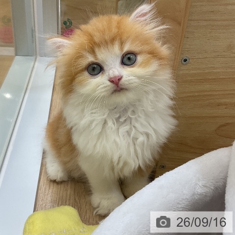 ラガマフィンの写真