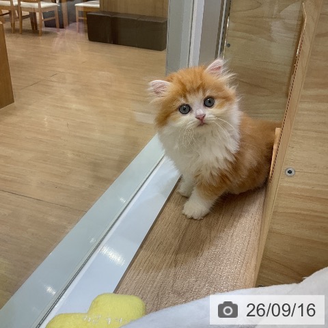 ラガマフィンの写真