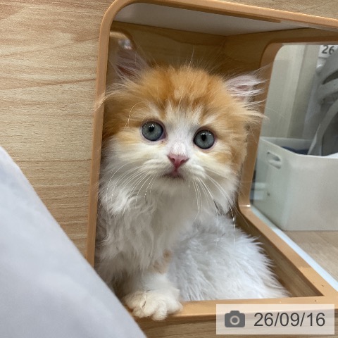 ラガマフィンの写真