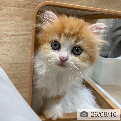 ラガマフィンの写真