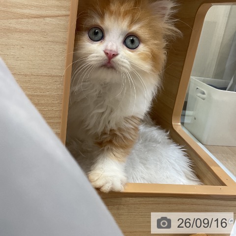 ラガマフィンの写真