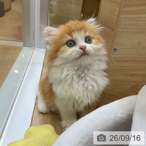 ラガマフィンの写真