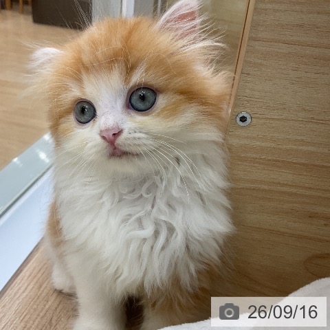 ラガマフィンの写真