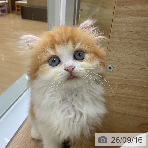 ラガマフィンの写真