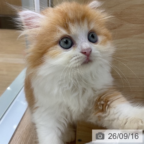 ラガマフィンの写真