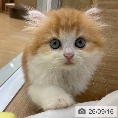 ラガマフィンの写真