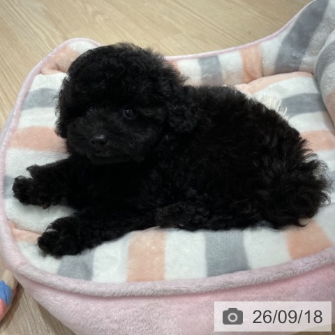 愛知県のトイプードル(トイ) (ペットプラス イオンモール長久手店/2026年7月13日生まれ/男の子/ブラック)の子犬の4枚目の画像