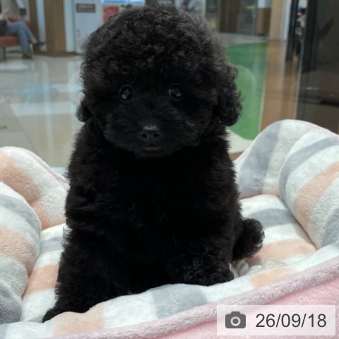 愛知県のトイプードル(トイ) (ペットプラス イオンモール長久手店/2026年7月13日生まれ/男の子/ブラック)の子犬の3枚目の画像
