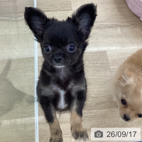 チワワの写真