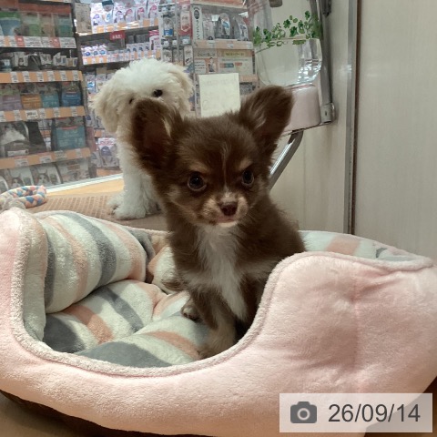 チワワの写真