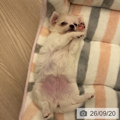 チワワの写真