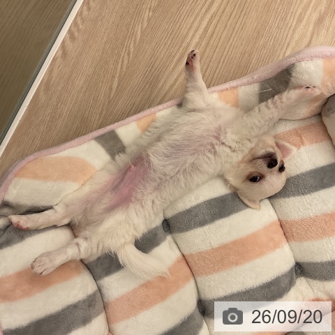 チワワの写真