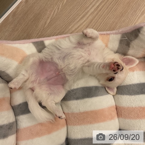 チワワの写真