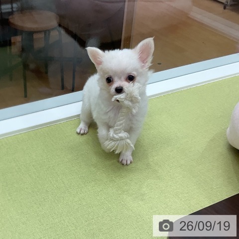 チワワの写真