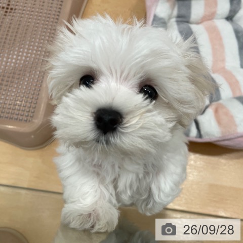 愛知県のマルチーズ (ペットプラス 名古屋茶屋店/2026年7月13日生まれ/男の子/ホワイト)の子犬の4枚目の画像